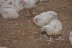 Poultry at chicken farm