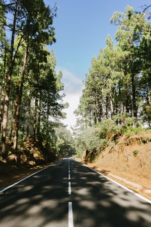 Asphalt road in the meddle of a forest