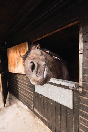 Brown horse in wooden stable