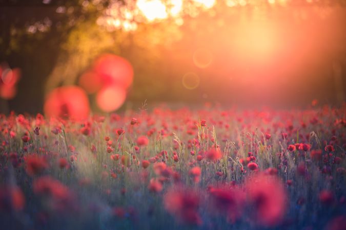 Poppy field with selective focus and sunflare