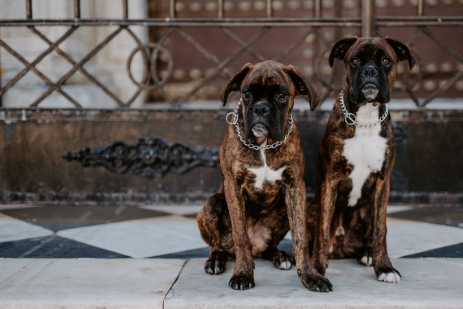 Playful cute dogs dutifully sitting on pavement