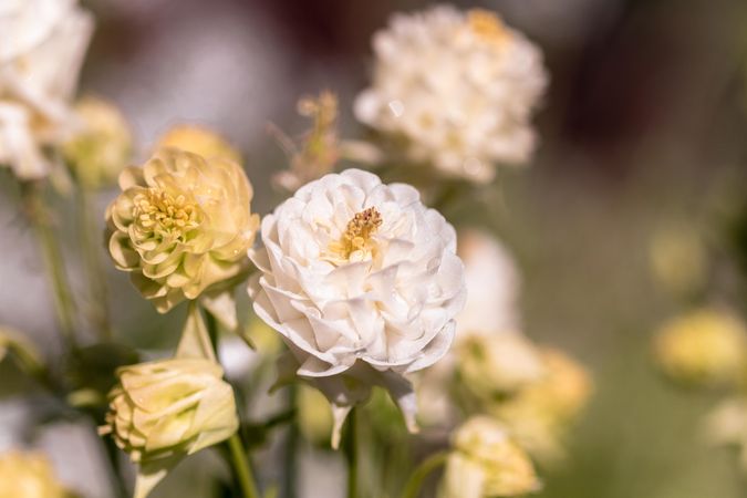 Light and yellow flowers growing together outside