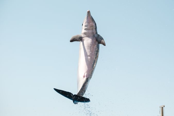 Joyful dolphin jumping in pool