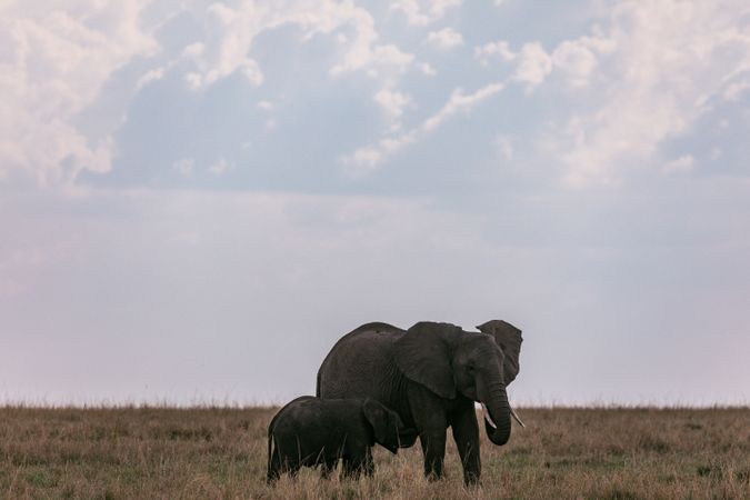 Elephant on brown grass field under clouds