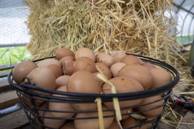 Copake, New York - May 19, 2022: Close up of basket of brown eggs with hay