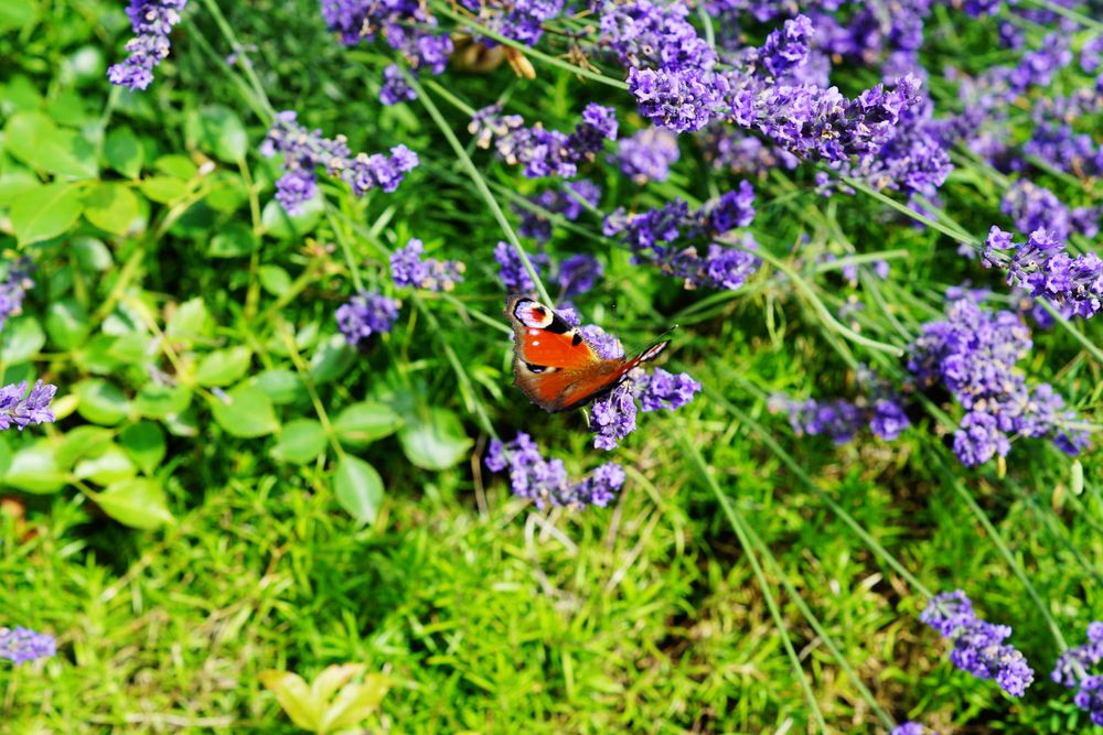 Various flowers growing in garden