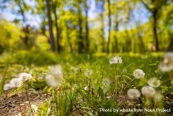 Forest bed with dandelions 56Jaj5