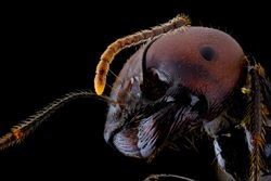 Dark brown ant with glossy belly and legs