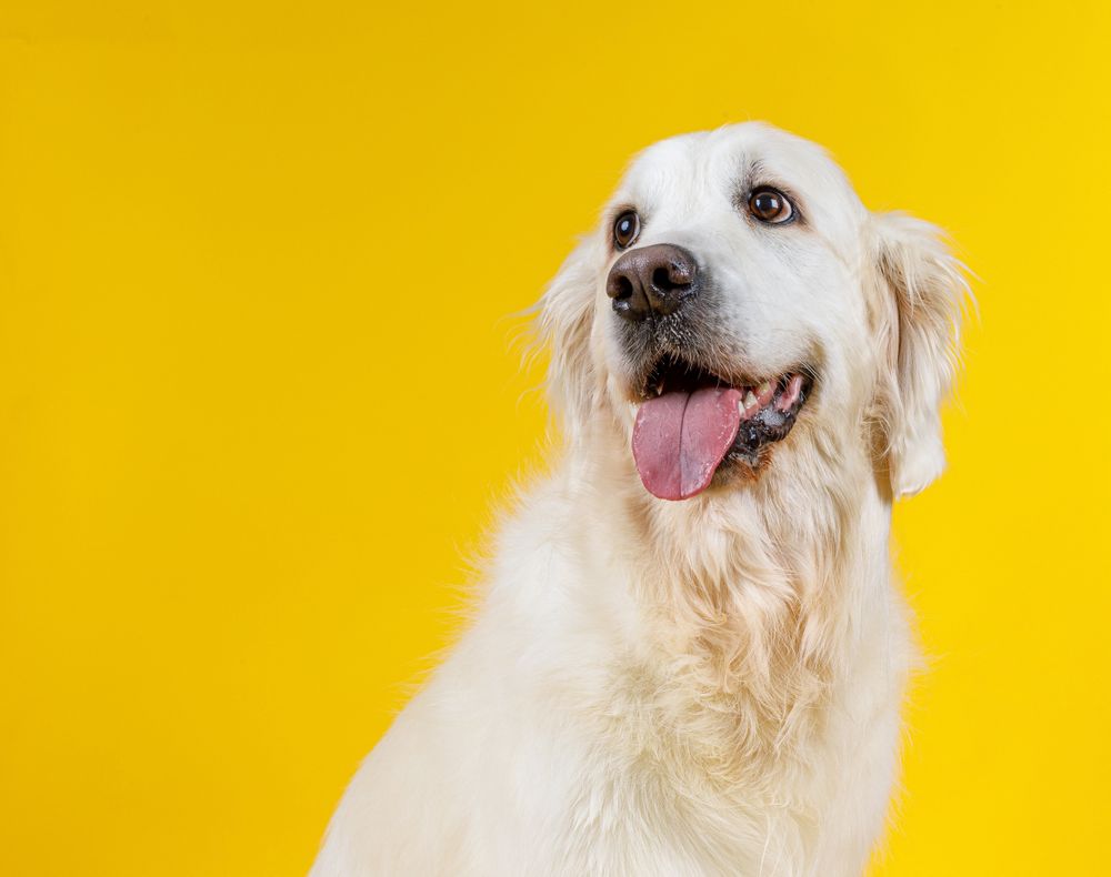 friendly dog with tongue hanging out