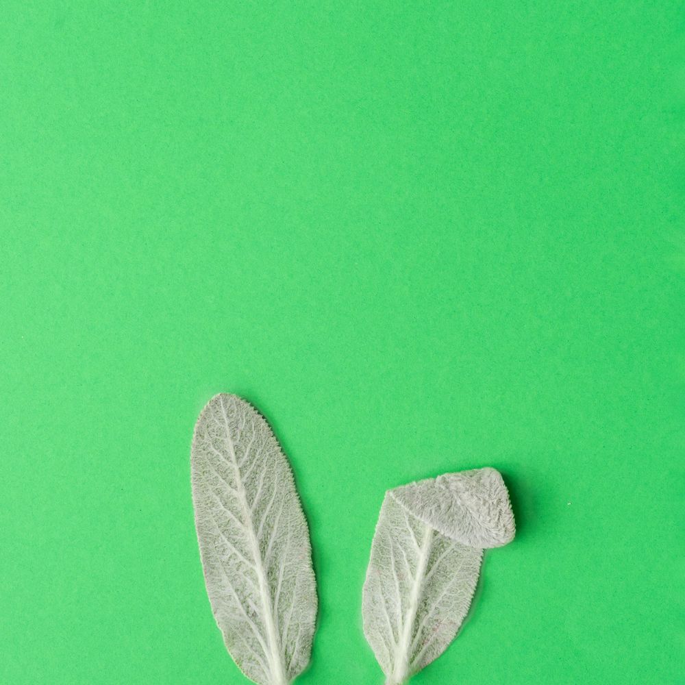 Bunny rabbit ears made of natural green leaves on green background