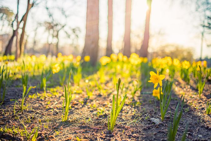 Daffodils growing in the forest