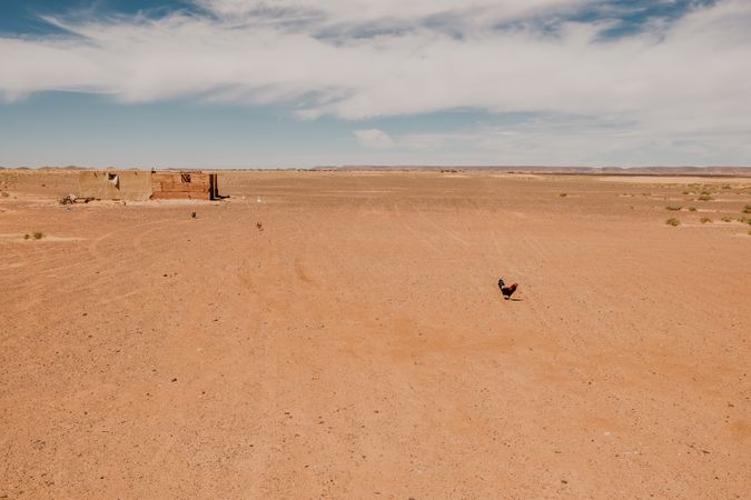 Cock in the middle of a desert