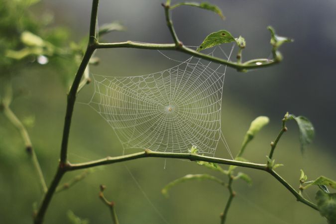 Dewy spider web on branch