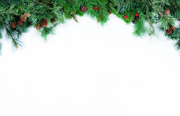 Top Border of Christmas tree evergreen branches on a plain background