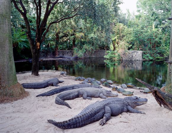 Alligators and turtles on sandy beach at Busch Gardens