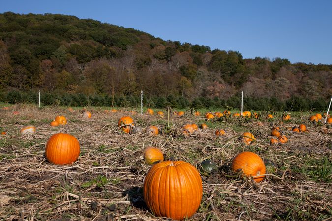 Pumpkin patch near Litchfield, Connecticut