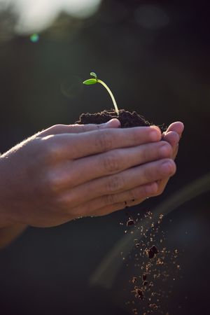 Crop gardener with seedling in earth on summer day