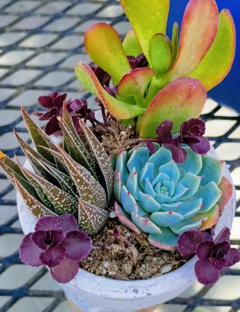 Top view of colorful succulents in a pot on a wire table