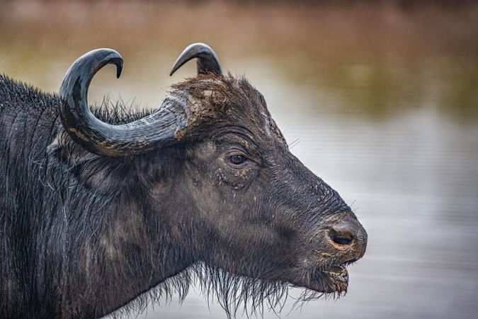 Cape Buffalo in Kenya, Africa