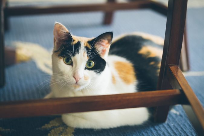 Cute cat lying on blanket