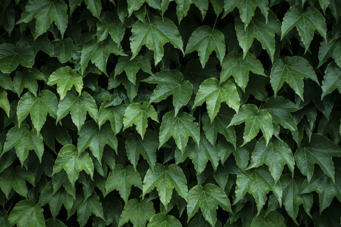 Ivy leaves of climbing plant. Lush green background of nature.