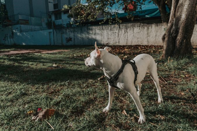 Happy amstaff dog spending time in street