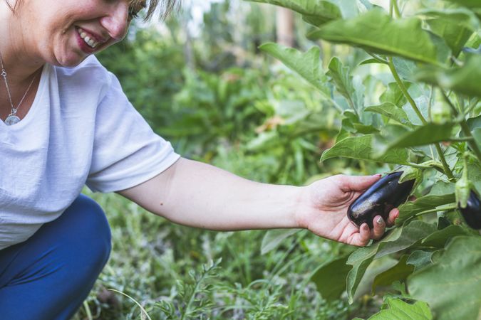Glossy eggplant growing in green garden