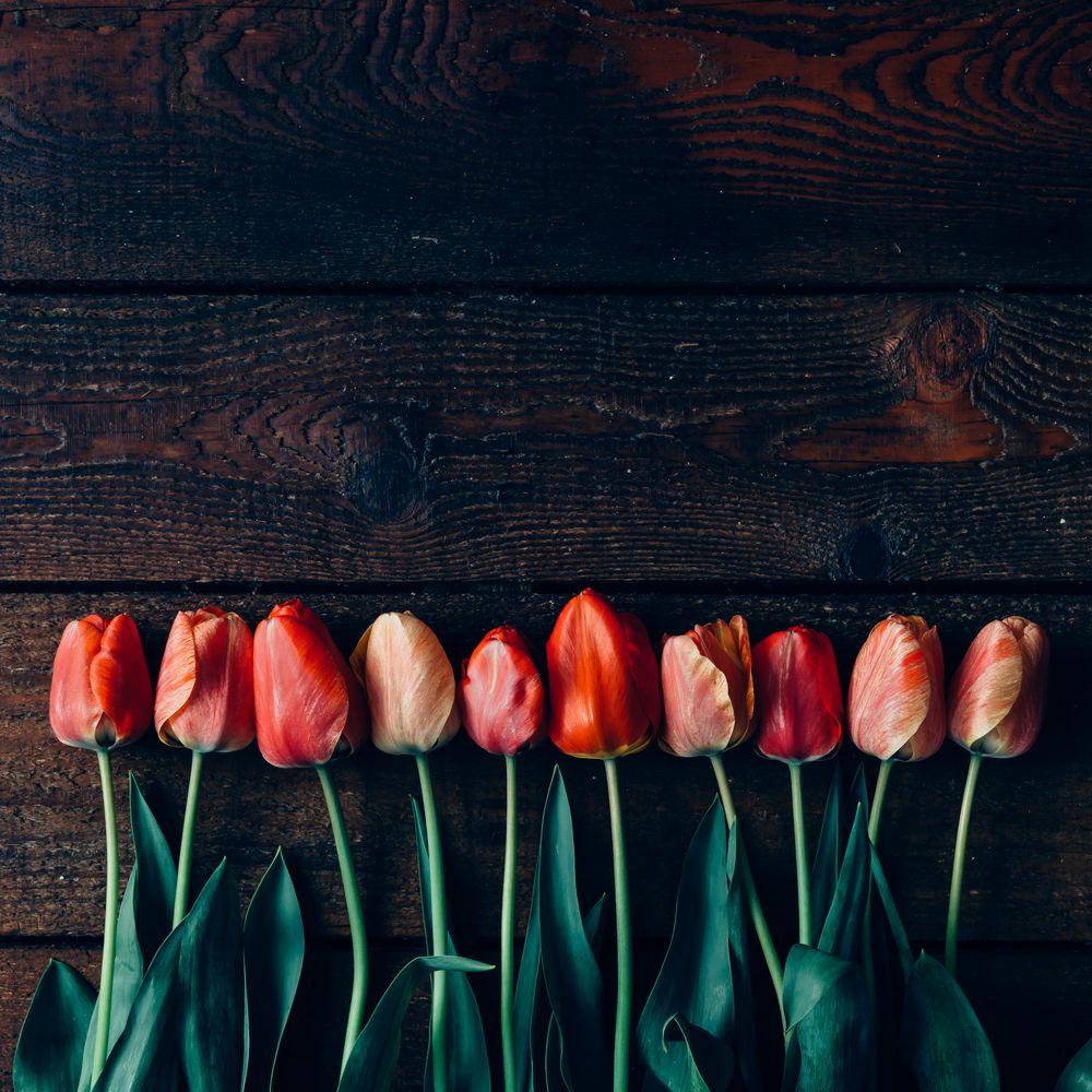 Row of tulips on wooden background