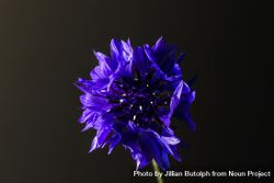Purple bachelor button flower 4AZM8b