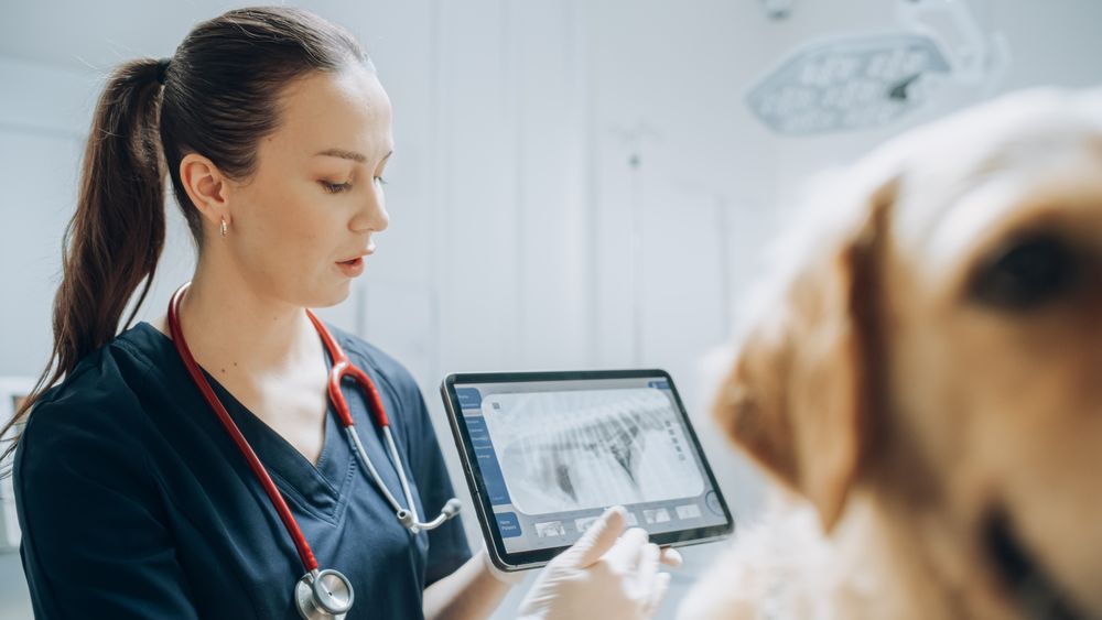 Golden Retriever Pet Standing on Examination Table as a Female Veterinarian Assesses the Dog's Health on a Tablet Computer with X-Ray Scans