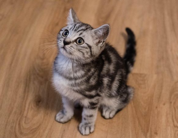 Silver tabby kitten on brown parquet floor