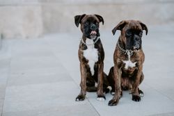 Playful cute dogs dutifully sitting on pavement