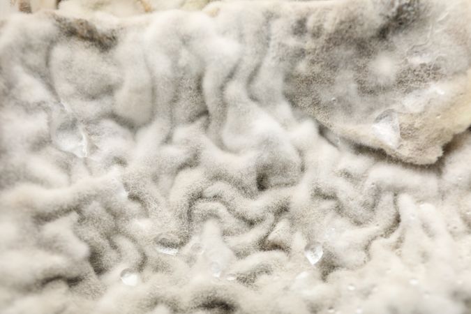Mold, fungus on food close-up, dangerous to health.