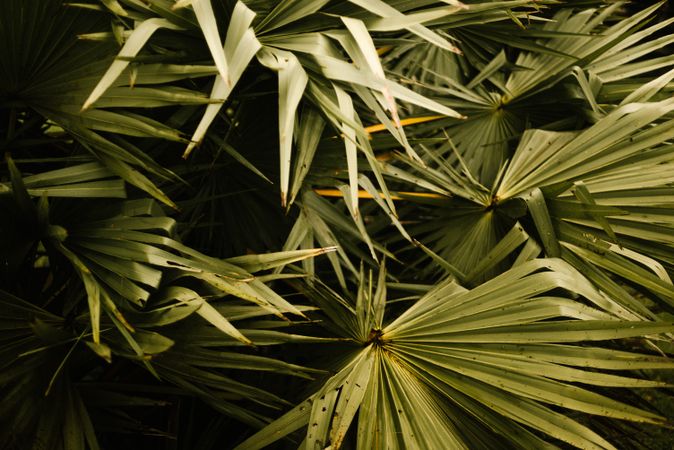 Big green tropical leaves in forest