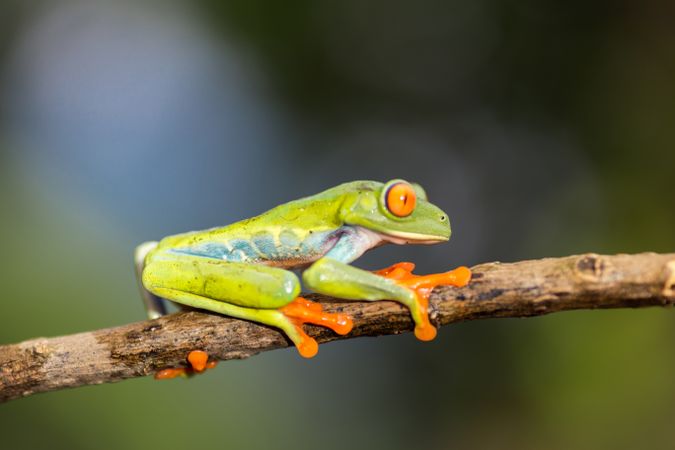 Tropical frog on tree twig