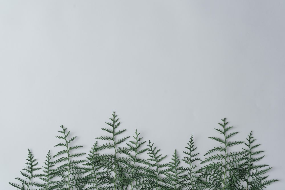 Forest made of thin branches on grey background
