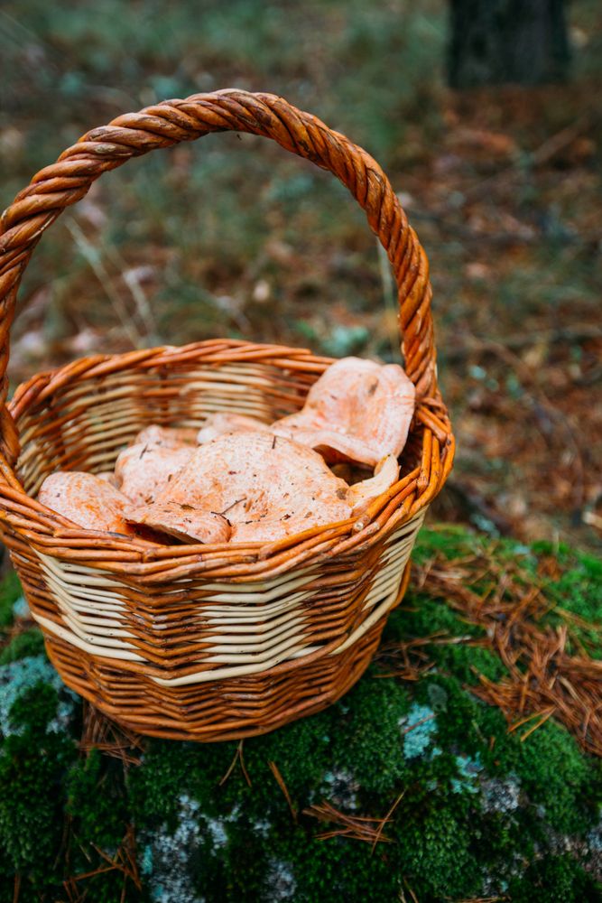 Saffron milk cup mushroom (lactarious deliciosus) in a basket