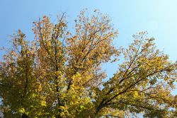 Tree with yellowed leaves against blue sky. Autumn landscape