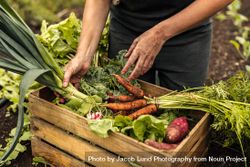 Vegetable farmer arranging fresh organic produce into a crate on an organic farm 0JMdrb