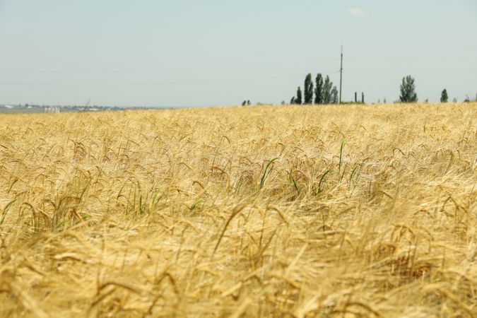 Barley field. Amazing sunny day. Agriculture and farming