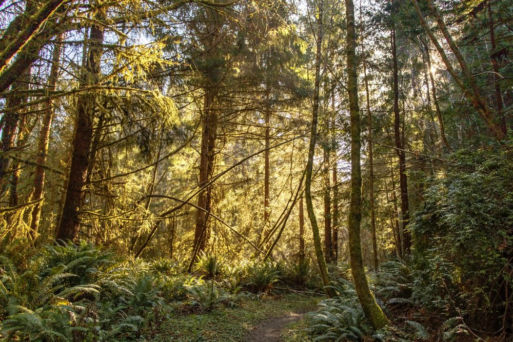 Sunny forest with thin trees