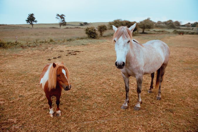 Horses grazing in dry field