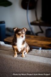 Pensive cute brown chihuahua mix on back of sofa looking away 4AO1q0