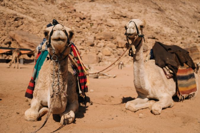 Camels resting in desert