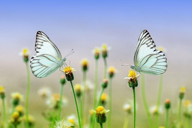 Two blue butterflies on yellow flowers