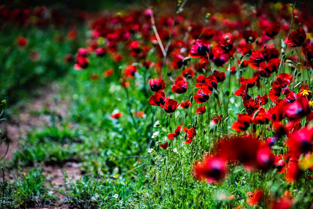 Many red poppy flowers in a meadow