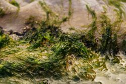 Wet algae on stone