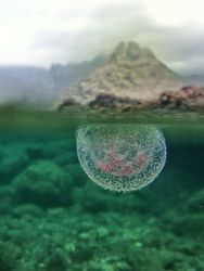 Closeup of jellyfish underwater in nature