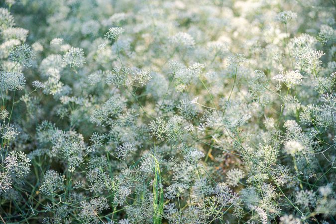 Flowering Gypsophila paniculata or panicled baby's-breath flowers