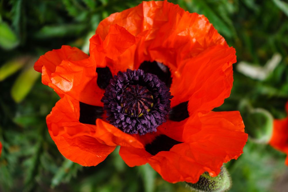 Red oriental poppy in close-up